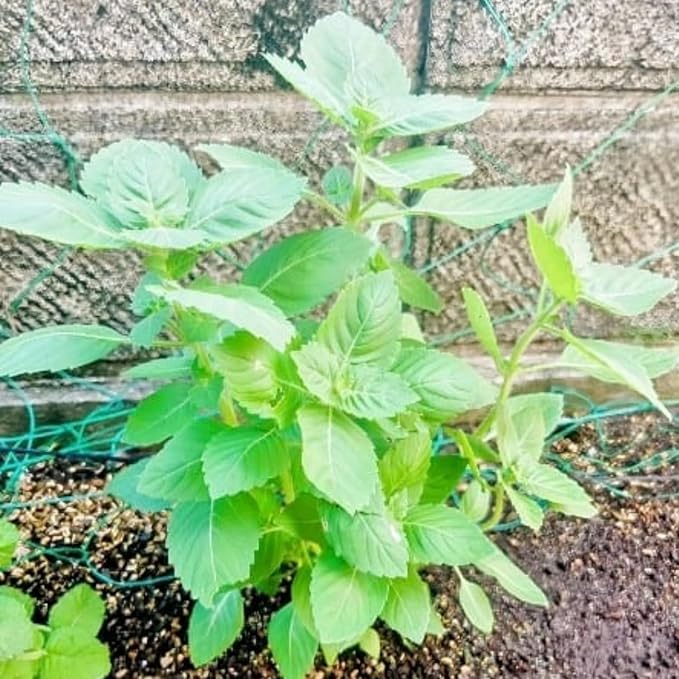 Basil Plants Live, 3 Holy Tulsi Basil Plant, Herb Plant, 3 to 5 Inc in Height, Gardening Indoor Outdoor