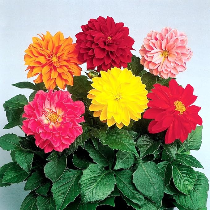Dahlia Double Mix Seeds – Dahlia Pinnata | Perennial | Vibrant, Long-Lasting Blooms | Ideal for Borders & Cut Flowers