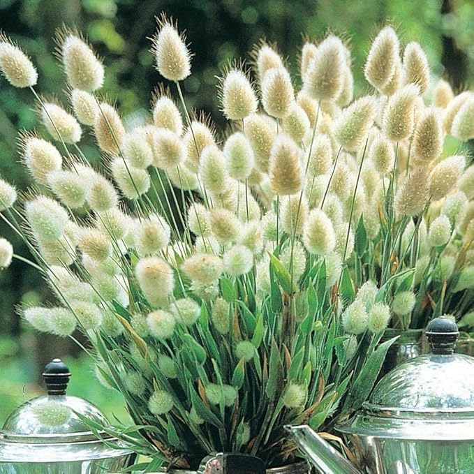 100PCS Ornamental Grass Seeds Lagurus Ovatus Bunny Tails Seeds