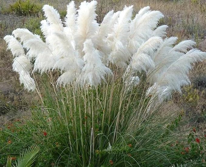 200PCS White Pampas Grass Seeds Perennial Ornamental Grass Seeds Heirloom