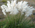 200PCS White Pampas Grass Seeds Perennial Ornamental Grass Seeds Heirloom