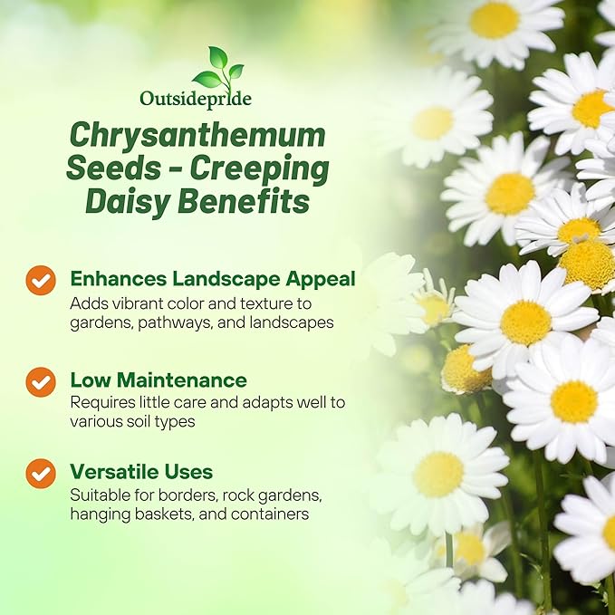 Outsidepride Creeping Daisy Chrysanthemum Seeds - 10,000 Pcs. Annual, Drought Tolerant Flower Seeds for Planting in Pollinator Gardens, Cut Flowers & Low Maintenance Landscaping