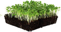 Green Lettuce Seeds: 1 Lb - Non-GMO Vegetable Garden & Microgreens Seeds - Micro/Baby Salad Greens