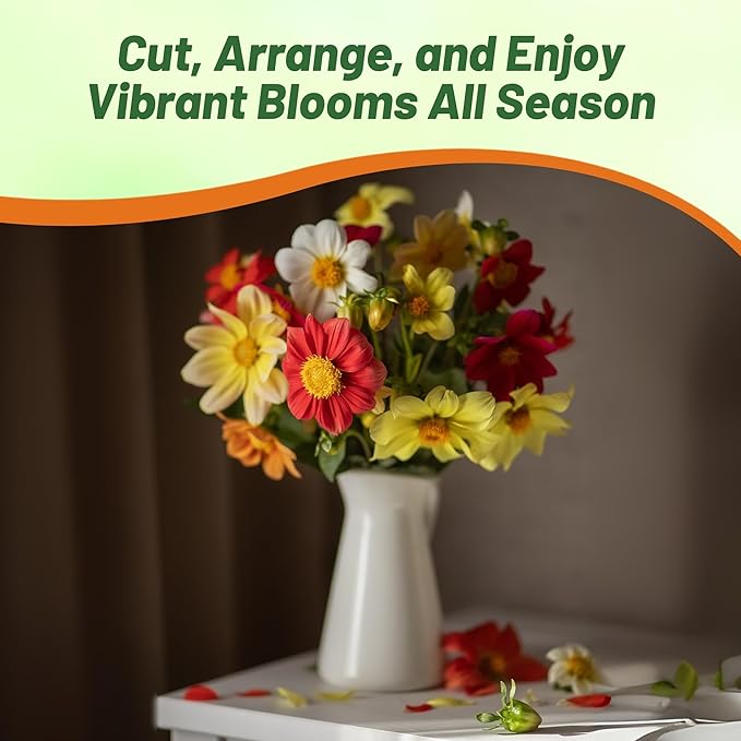 Outsidepride Opera Mix Dahlia Seeds for Planting - 200 Pcs Annual, Easy to Grow, Season-Long Flower Seeds with Colorful Blooms for Containers, Pots, Borders, & Gardens, Suitable as Cut Flower