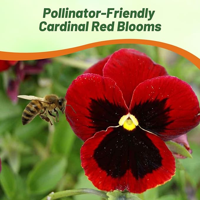 Outsidepride Red Alpenglow Viola Pansy Seeds for Planting - 1,000 Pcs. Biennials, Trailing, Cold-Hardy & Pollinator Friendly Flowers with Fragrant Blooms for Garden Beds, Borders & Container Displays