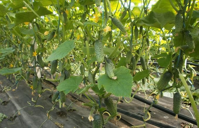 SeedsUP - 40+ Seeds Cucumber Bush Champion for Small-Space - Vegetable Green