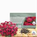 Outsidepride Zinnia Seeds – 50pcs Annual Zinnia Hybrida Profusion Double Hot Cherry Seeds for Planting Outdoors, Ideal for Garden Beds, Pollinator & Cut Flower Gardens, Low Maintenance (AAS Winner)