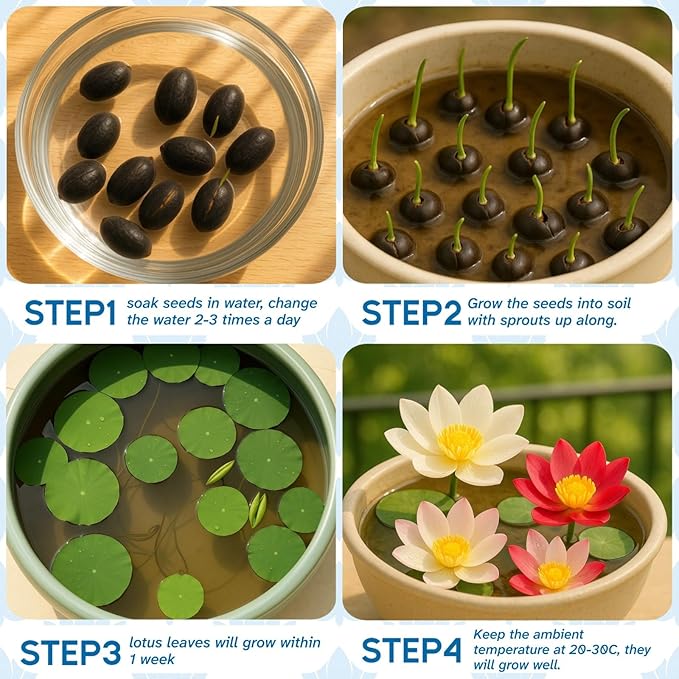 80Pcs Lotus Seeds for Planting – Bonsai Bowl Lotus Flower Seeds, Mixed Non-GMO Easy Grow Loto de Cuenco Semillas for Pond, Fish Tank & Home Garden