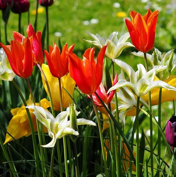 Mix Triumph Tulips 10 Bulbs for Fall Planting Colorful Flower Tulipa Darwin Hybrid Changing Colors Mixture Size 12+ 4 Varieties to Choose (Lily Flowering Mixture, 10, Mix Color)
