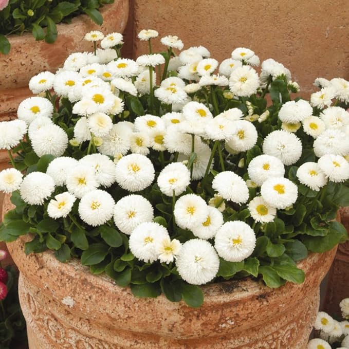 Outsidepride White Bellis English Daisy Seeds for Planting - 5000 Pcs Biennial, Self-Seeding, Compact Flower Seeds with Button-Like Blooms, Ideal for Container Arrangements, Beds & Garden Borders