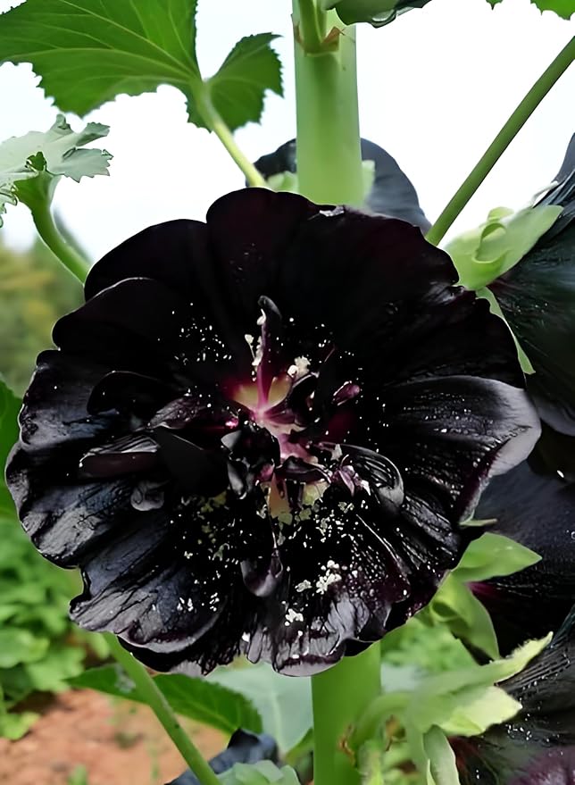 Black Hollyhock Seeds - 5g Heirloom Seeds for Planting Alcea rosea - Great for Gothic Gardens, Open Pollinated Biennial That Attracts Pollinators
