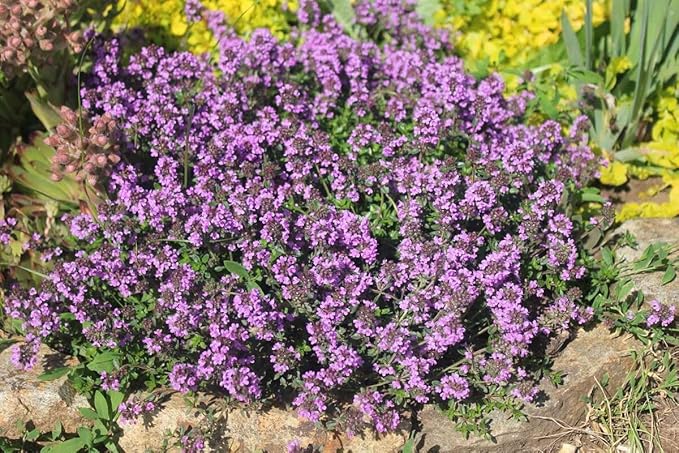 KIRA SEEDS - Seeds Thyme - Indoor - 500 Seeds - Heirloom Herb - GMO Free