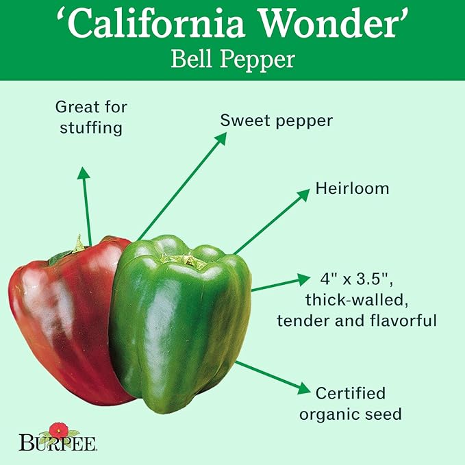 Burpee California Wonder (Organic) Sweet Pepper Seeds 300 seeds