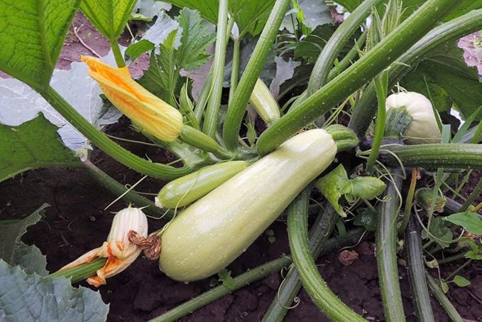 NIKA SEEDS - Seeds Vegetable Zucchini Bush Light Green - 30 Seeds