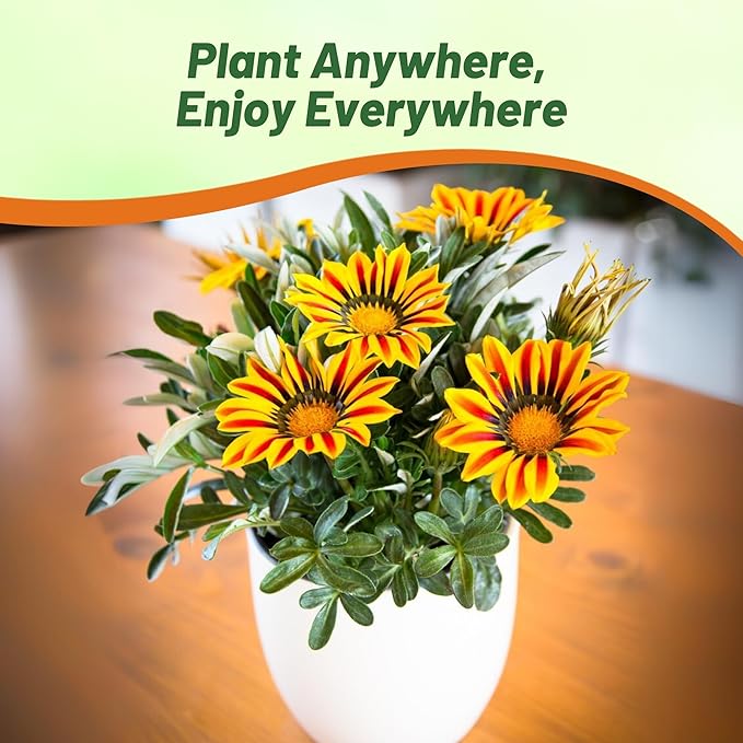 Outsidepride New Day Red Striped Gazania Seeds for Planting – 50 Pcs Perennial, Low-Maintenance, Drought-Tolerant Ground Cover Seeds for Vibrant Summer & Fall Flowers, Great for Outdoor Gardens