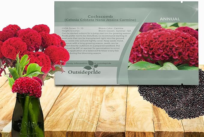Outsidepride Carmine Cockscomb Seeds - 500 Pcs Annual Dwarf Celosia Flower Seeds for Planting, Easy to Grow, Heat & Drought-Tolerant Exotic Flowers with Wavy Crests for Colorful Gardens