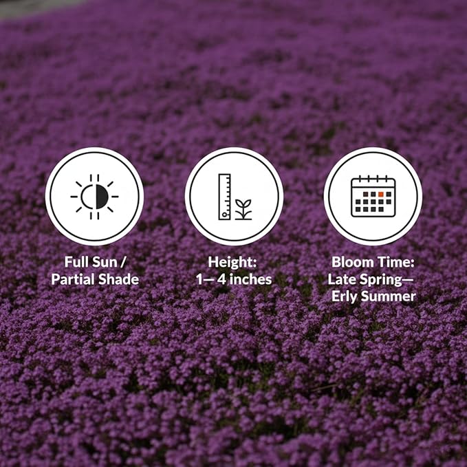 20,000+ Creeping Thyme Seeds Ground Cover, Non-GMO Perennial Flower Seeds, Hardy Thymus Serpyllum, Creeping Phlox Alternative for Landscaping & Garden Paths (Hot Pink)