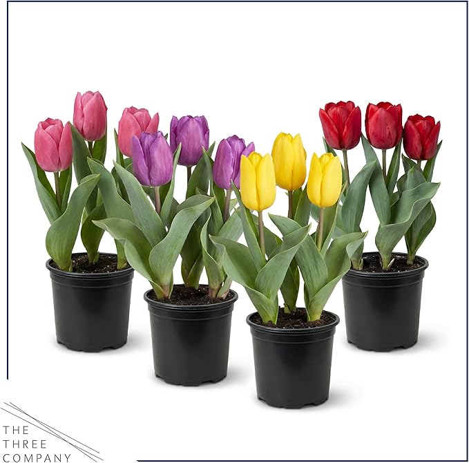Live Flowering Tulip (4 Per Pack) - Assorted Colors, Beautiful Spring Bulbs, Ships Dormant in 1 Pint Pot, Blooms in 2-3 Weeks