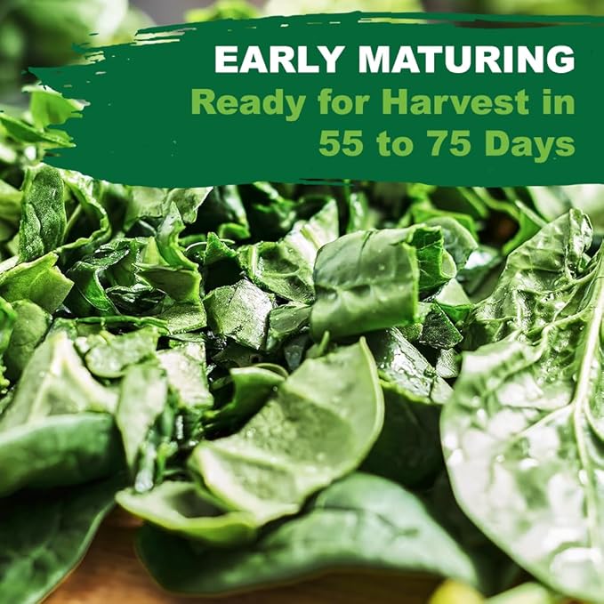 TKE Farms & Gardens - Georgia Southern Collard Green Seeds for Planting, 2 Grams, 225 Seeds, Non-GMO, Heirloom, Perfect Winter & Fall Vegetable Seeds, Includes Instructions, Brassica oleracea
