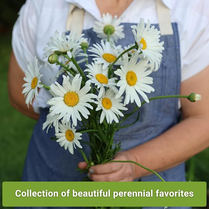 Sow Right Seeds - Perennial Three Flower Garden Seed Collection for Planting - Black-Eyed Susan, Shasta Daisy, Purple Coneflower - Non-GMO Heirloom Packets Home Gardening - Attract Local Pollinators