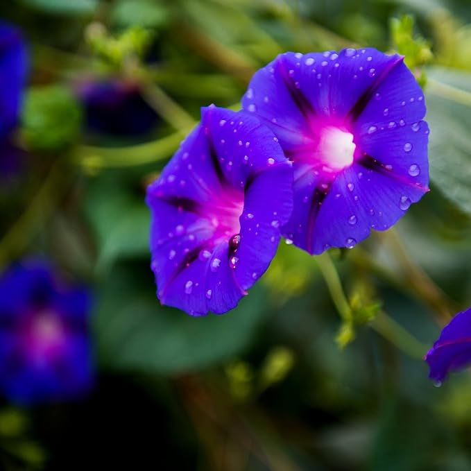 Park Seed Morning Glory Vine Flower Plant Seeds, Easy to Grow, Perfect for Spring Garden, Grandpa OTT, Pack of 50