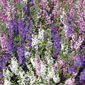 Park Seed Snap Dragon Flower Plant Seeds – Angelonia Serena Mix with Long-Blooming Spikes in Blue, Purple, Lavender, and White, Heat Tolerant and Easy to Grow in Containers or Beds, Pack of 10