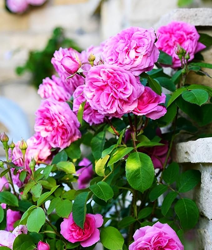 100+ Mix Color Climbing Rose Seeds for Outdoor Planting Vibrant Bush Perennial Shrub Ornamental Flowers for Garden Decoration