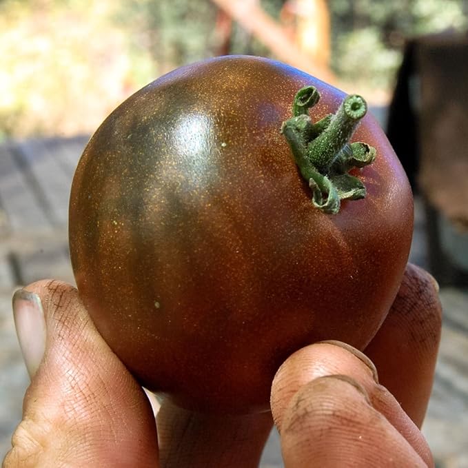 CEMEHA SEEDS - Seeds Black Prince Tomato Determinate Non GMO Vegetable for Planting