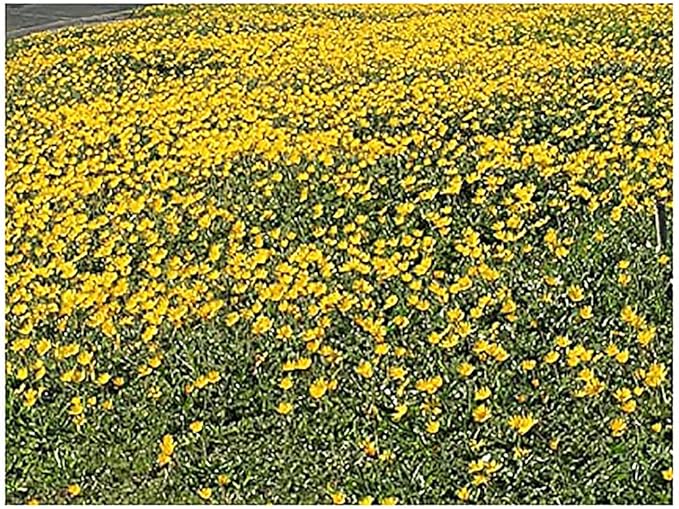 2300 Goldfields Seeds - Carpet of Low Growing Yellow Daisy Type of Wildflower for Sandy and Dry Clay Soils