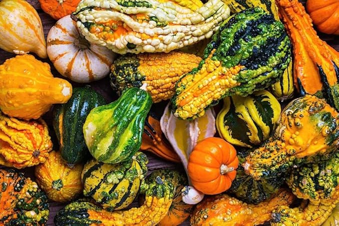 Seeds4planting - Seeds Ornamental Pumpkin Mix Heirloom Vegetable Non GMO