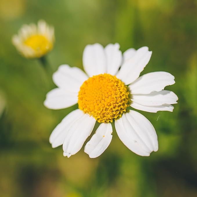 Banyan Botanicals Organic German Chamomile Seeds – Matricaria chamomilla – Grow Your Own Chamomile for Tea – 100 Count – Open Pollinated Non-GMO Easy-to-Grow Seeds