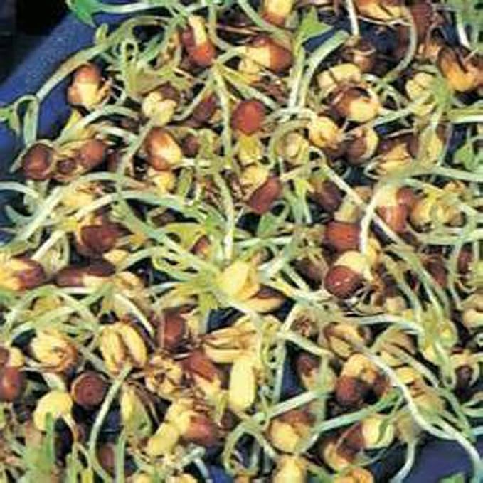 Peyton's Protein Mix Seeds for Sprouting Microgreens,4 Ounces,"COOL BEANS n SPROUTS" Brand, A superfood Packed with antioxidants. A Small Town Family Run USA Business.Thank You !