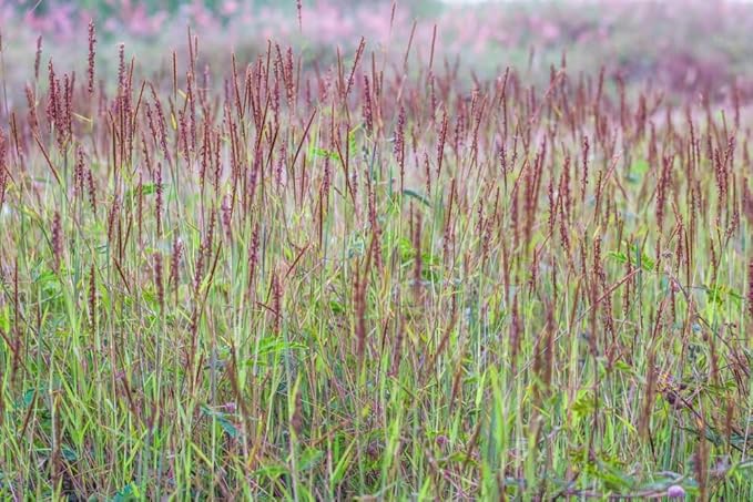 Native Grass Seed Blend - Big Bluestem, Little Bluestem, Indiangrass, RC Big Rock Switchgrass (16, Ounces)