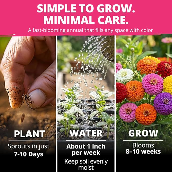 HOME GROWN Zinnia Lilliput Mix Flower Seeds for Planting Spring 2026 – 2500 Seeds (2g) Zinnia elegans – Colorful Zinnia Seed Mix for Garden Beds, Containers & Cut Flowers, Easy Grow Zinnia Seeds