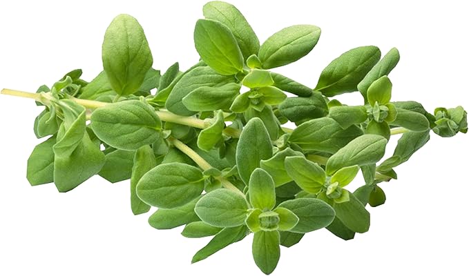 TKE Farms & Gardens - Marjoram Seeds for Planting, 500 Mg, 2000 Heirloom Seeds, Non-GMO, Packet Includes Instructions for Growing, Origanum majorana, Qty 1
