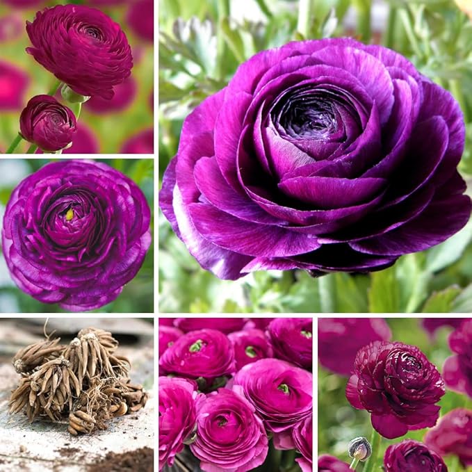 Set 50 Ranunculus Bulbs for Planting, Purple Ranunculus Corms Bulk, Butterfly Ranunculus Flowers Bulbs Spring Fall, Peony Buttercup Ranunculus