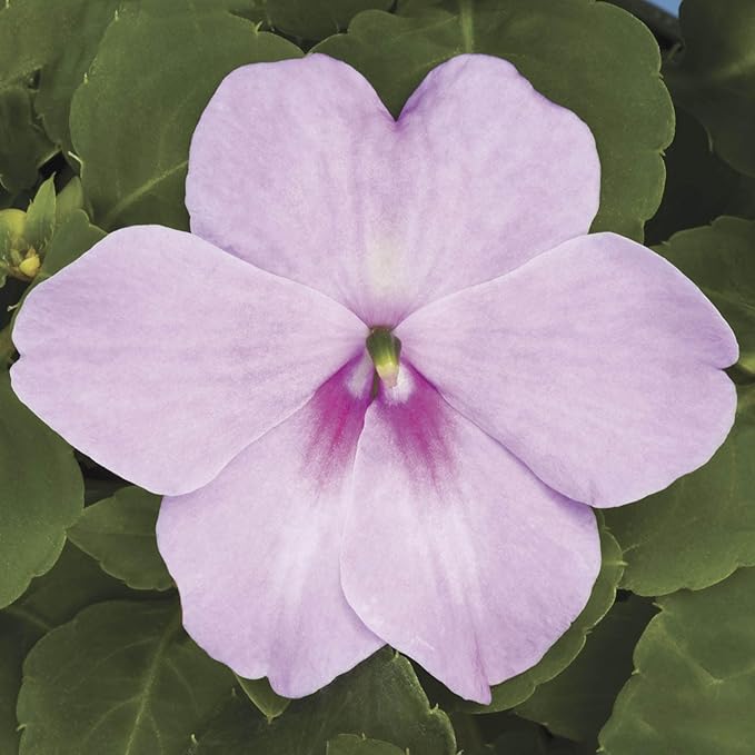 Outsidepride Extreme Lavender Impatiens Flower Seeds - 100 Pcs Annual, Compact & Pollinator Friendly, Impatiens Seeds for Planting w/Vibrant, Abundant Blooms for Shade Gardens & Container Displays