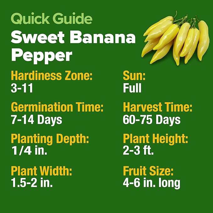 HOME GROWN Non GMO Banana Pepper Seeds Pack 94 Heirloom Vegetable Seeds High Germination Sweet Peppers for Planting Indoors or Outdoor Garden (Capsicum annuum) (1pack)