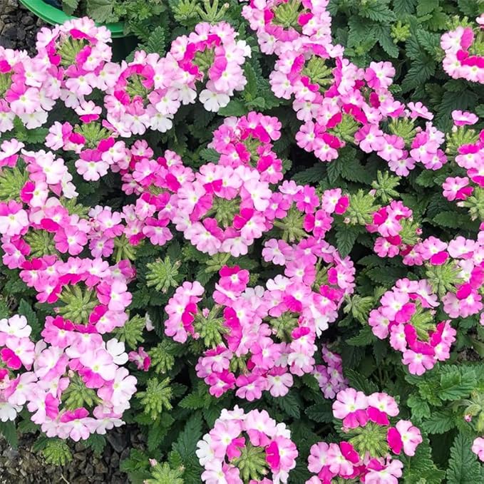 10000+ Seeds Perennial Verbena Flower Seeds for Planting-Fragrant,Attracts Bees and Butterflies