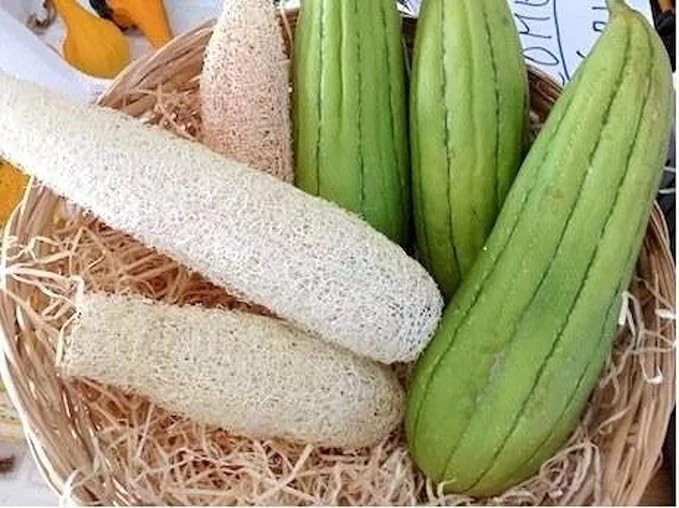 SeedsUP - 10+ Seeds Dishrag Gourd (Smooth Luffa, Sponge, Rag) Long - Vegetable Green