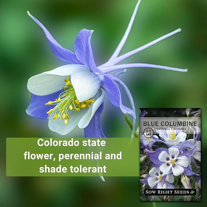 Sow Right Seeds - Blue Columbine Flower Seeds to Plant - Non-GMO Heirloom Packet With Instructions to Plant in Your Garden- Beautiful Perennial Flowers - Attract Hummingbirds, Bees and Butterflies (4)