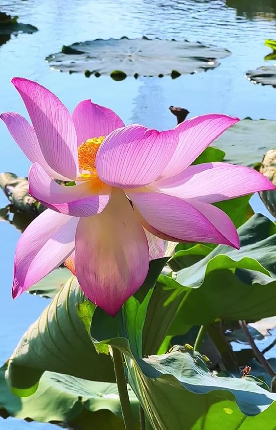 35 pcs Mini Lotus Seeds Variety Pack – Bonsai Lotus, Water Lily Garden Seeds for Ponds, Containers, Patio & Zen Decor