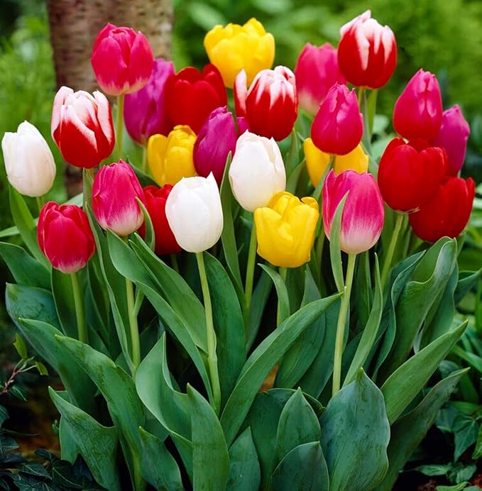 Tulipa Fringed Mixture Tulip Bulbs Size 11/12 for Planting - Plant in Fall, Winter or Early Spring (All Season Barn Mixture, 15, Count)