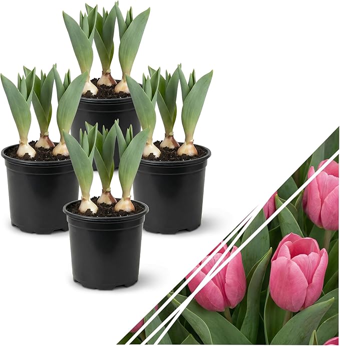 Live Flowering Tulip (4 Per Pack) - Pink, Beautiful Spring Bulbs, Ships Dormant in 1 Pint Pot, Blooms in 2-3 Weeks