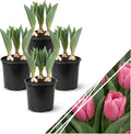 Live Flowering Tulip (4 Per Pack) - Pink, Beautiful Spring Bulbs, Ships Dormant in 1 Pint Pot, Blooms in 2-3 Weeks