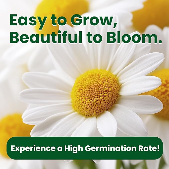 2300+ German Chamomile Seed Pack, Non GMO Heirloom Seeds for Planting, Herb Seed to Plant, Easy to Grow, High Germination, for Home Garden Indoor Outdoor
