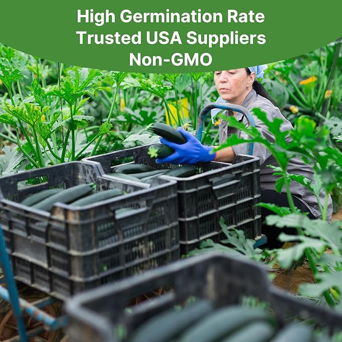 Groundio Black Beauty Zucchini Seeds for Planting, Approx 4g - Non-GMO Heirloom Seeds for Home Vegetable Garden