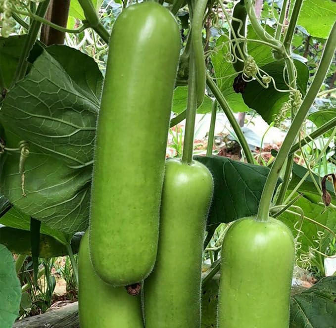 Heirloom Bottle Gourd New Lauki Cucuzzi Seeds Opo Asian Calabash Melon Chinese Squash Non-GMO Heirloom 20pcs