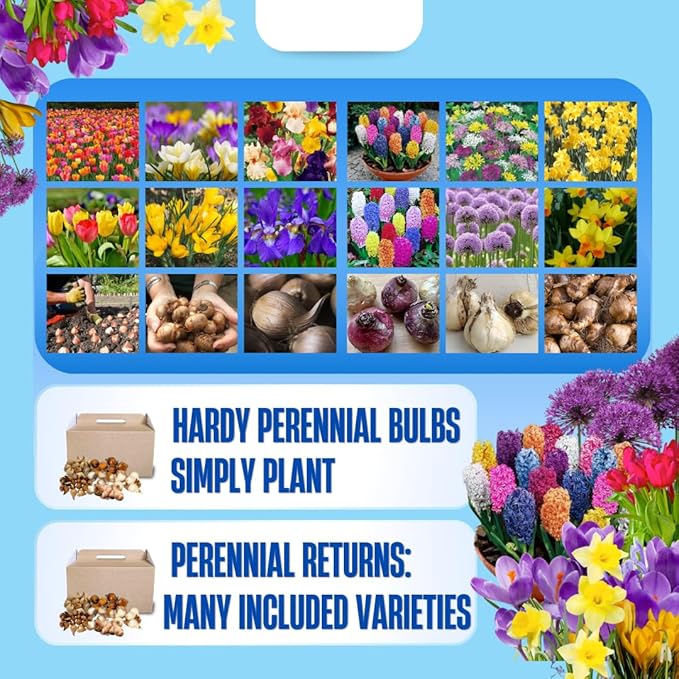 30 Mix Flower Bulbs, Assorted Bulbs for Planting, Mixed Daffodils, Hyacinths, Allium, Iris and More - Colorful Hardy Perennial Flower Bulb Bulk for Spring Blooms, Fall Planting in Gardens, Borders