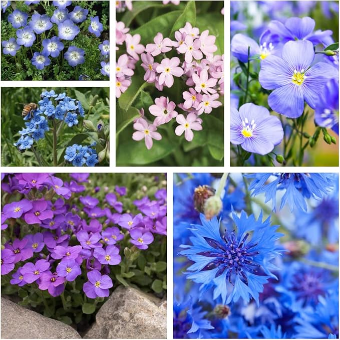 Outsidepride Blue Wildflower Seed Mix - 5000 Pcs Annual Flower Seeds for Planting w/Vibrant Blue Blooms for Garden Borders & Pollinator Gardens, Ideal for Adding Color to Landscapes & Containers